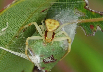 Flower Spider ( Zygometis lactea ) - Spider species | OBOBAS JISHEBI | ობობას ჯიშები